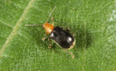 Zeugophora formosana (Gressitt, 1954) 蓬萊盾胸金花蟲