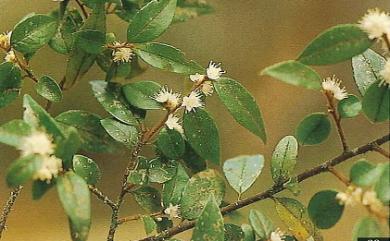 Symplocos trichoclada Hayata 褐毛灰木