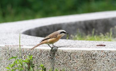 Lanius cristatus lucionensis (Linnaeus, 1766) 紅尾伯勞(普通亞種)