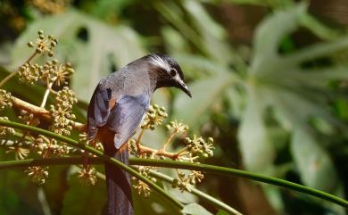 Heterophasia auricularis (Swinhoe, 1864) 白耳畫眉