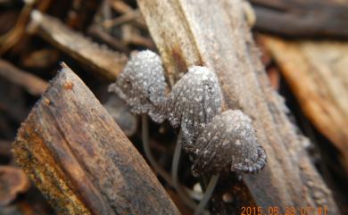 Coprinopsis