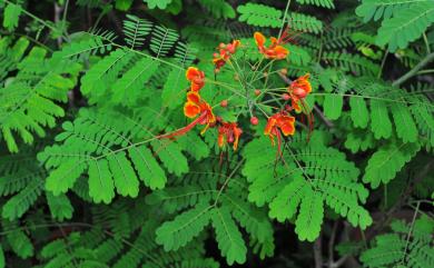 Caesalpinia pulcherrima 紅蝴蝶