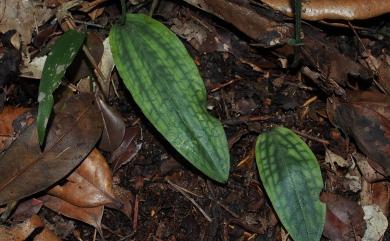 Platanthera stenoglossa 狹唇粉蝶蘭