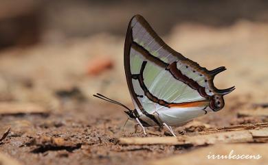 Polyura narcaea meghaduta (Fruhstorfer, 1908) 小雙尾蛺蝶