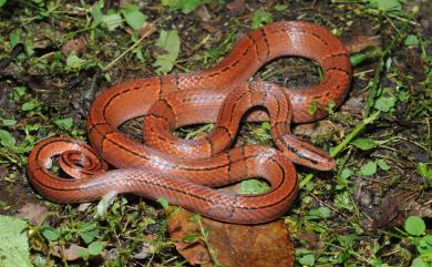 Oreocryptophis porphyraceus kawakamii (Oshima, 1911) 紅竹蛇