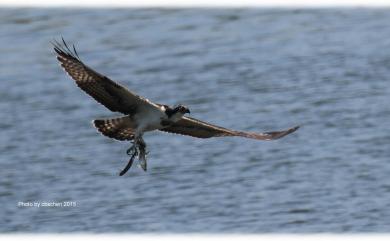 Pandion haliaetus haliaetus (Linnaeus, 1758) 魚鷹