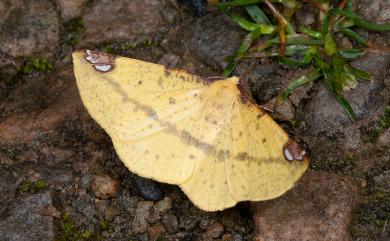 Pseudomiza aurata Wileman, 1915 頂斑黃普尺蛾