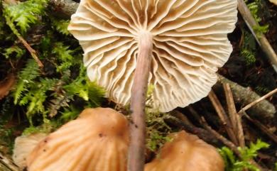 Marasmius maximus 大蓋小皮傘