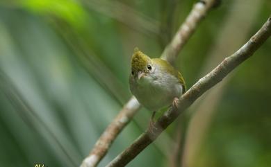 Erpornis zantholeuca griseiloris (Stresemann, 1923) 綠畫眉