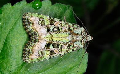 Euplexidia angusta Yoshimoto, 1987 黃綠類錦夜蛾