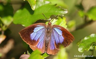 Arhopala japonica (Murray, 1875) 日本紫灰蝶