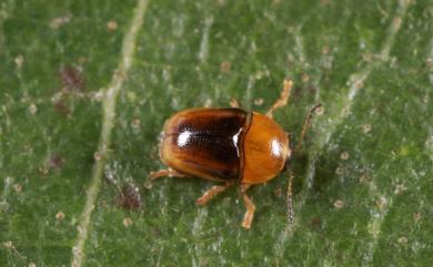 Melixanthus tubu (Chujo, 1954) 黃胸齒爪筒金花蟲