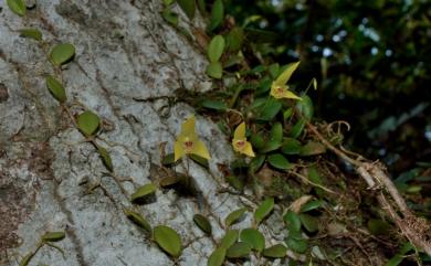 Bulbophyllum drymoglossum 狹萼豆蘭