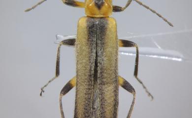 Lycocerus yitingi Hsiao & Okushima, 2016 奕霆紋繪異菊虎