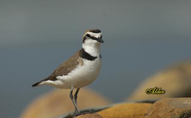 Charadrius dealbatus Swinhoe, 1870 白臉鴴