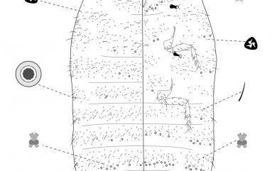 Ripersiella hibisci (Kawai & Takagi, 1971)