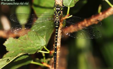 Aeschnophlebia risi risi (Asahina, 1964) 李斯晏蜓