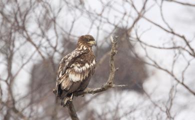 Haliaeetus albicilla (Linnaeus, 1758) 白尾海鵰