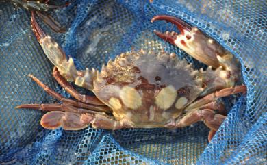 Charybdis lucifera (Fabricius, 1798) 晶瑩蟳