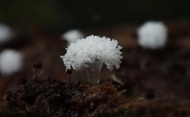 Ceratiomyxa 鵝絨黏菌屬