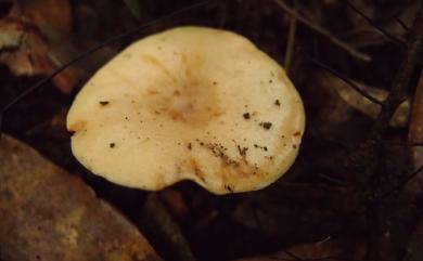 Lactarius scrobiculatus 黃乳菇