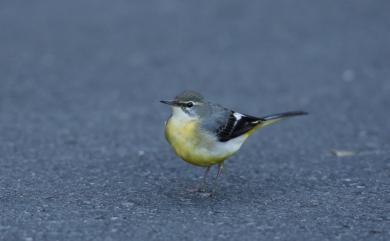 Motacilla cinerea cinerea TunStall, 1771 灰鶺鴒