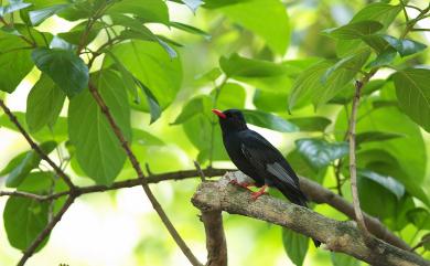 Hypsipetes leucocephalus nigerrimus (Gould, 1863) 紅嘴黑鵯(台灣亞種)