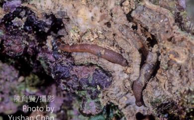 Phascolosoma 革囊星蟲屬