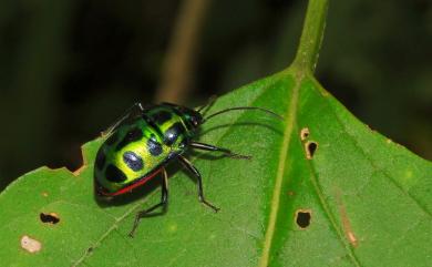 Chrysocoris stollii (Wolff, 1801) 琉璃星盾椿象