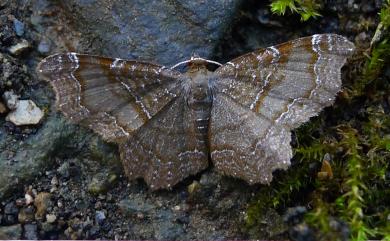 Hastina subfalcaria caeruleolineata Moore, 1888 黑歷尺蛾