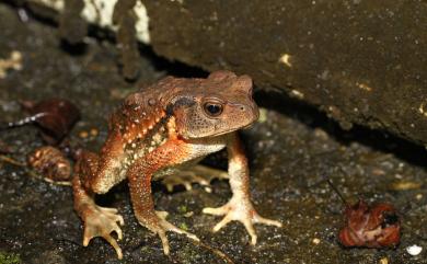 Bufo bankorensis Barbour, 1908 盤古蟾蜍