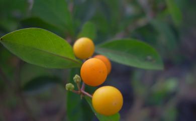 Solanum diphyllum 瑪瑙珠