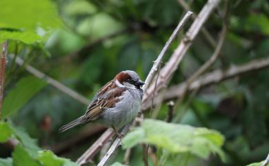 Passer domesticus domesticus (Linnaeus, 1758) 家麻雀