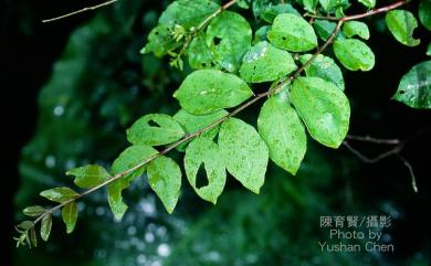 Lagerstroemia subcostata Koehne 九芎