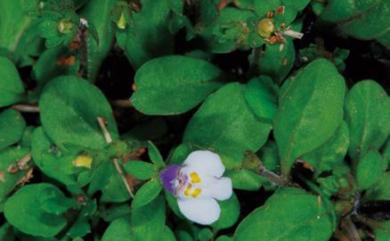 Mazus pumilus (Burm. f.) Steenis 通泉草