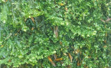 Porella perrottetiana (Mont.) Trevis. 毛邊光萼蘚