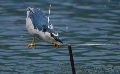 Nycticorax nycticorax (Linnaeus, 1758) 夜鷺