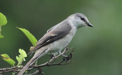 Pericrocotus cantonensis Swinhoe, 1861 小灰山椒鳥