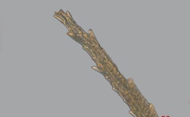 Bartramia halleriana Hedw., 1801 珠苔