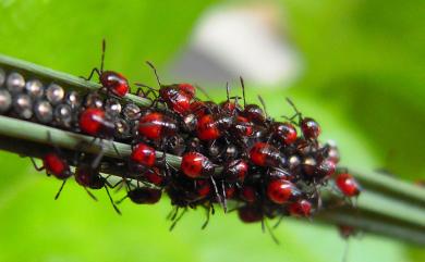 Andrallus spinidens (Febricus, 1787) 黃邊椿象