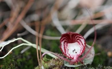 Corybas sinii Tang & F.T.Wang 辛氏盔蘭