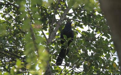 Eudynamys scolopaceus chinensis Cabanis & Heine, 1863 噪鵑