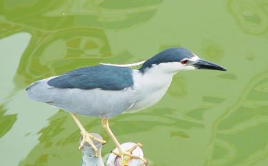 Nycticorax nycticorax (Linnaeus, 1758) 夜鷺