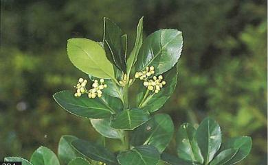 Euonymus japonicus Thunb. 日本衛矛