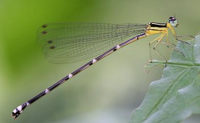 Coeliccia cyanomelas Ris, 1912 青黑琵蟌