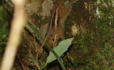 Tamiops maritimus formosanus (Bonhote, 1900) 條紋松鼠