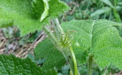 Rubus puyumaensis Juinn Y.Huang, P.H.Chen & A.C.Chung 卑南懸鉤子