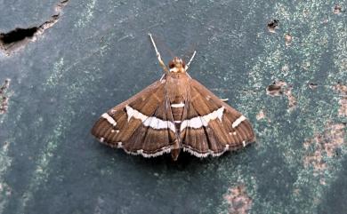 Spoladea recurvalis (Fabricius, 1775) 螟蛾