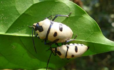Eucorysses grandis (Thunberg, 1783) 大盾背椿象