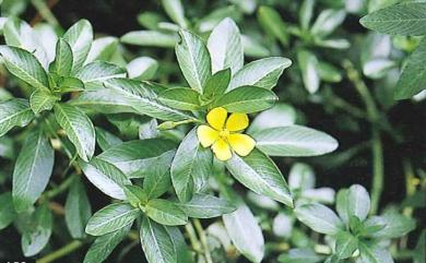 Ludwigia taiwanensis 臺灣水龍